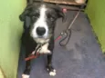 Pipoca