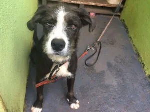Cachorro raça Vira-lata misturado.  idade 7 a 11 meses nome Pipoca