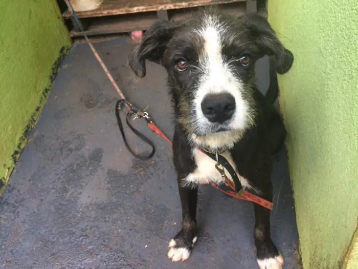 Cachorro ra a Vira-lata misturado.  idade 7 a 11 meses nome Pipoca