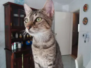 Gato raça SRD idade 2 a 6 meses nome Guida