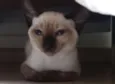 Rana