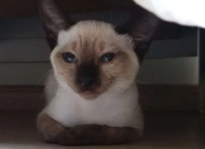 Gato ra a SRD idade 2 a 6 meses nome Rana