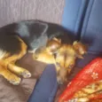 Mili