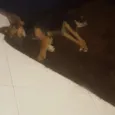 Mili