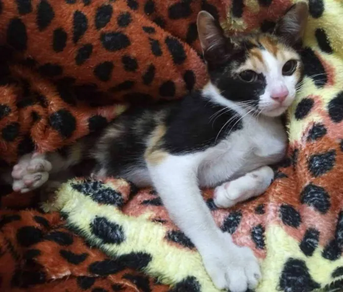 Gato ra a SRD idade 2 a 6 meses nome Vick
