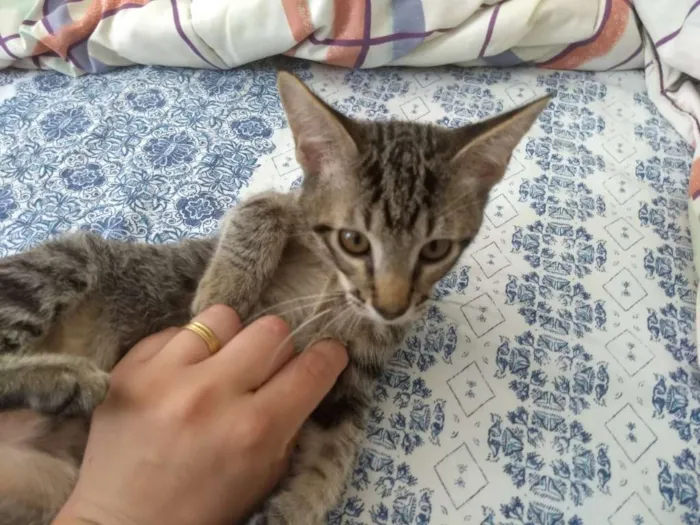 Gato raça SRD idade 2 a 6 meses nome Mushu