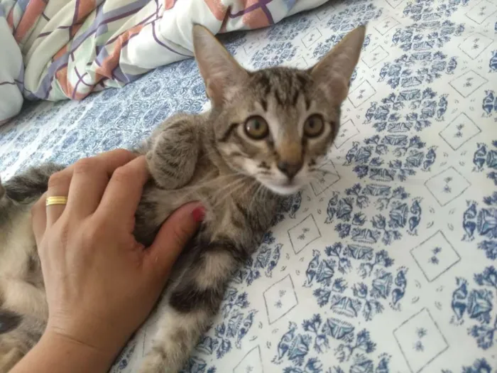 Gato raça SRD idade 2 a 6 meses nome Mushu