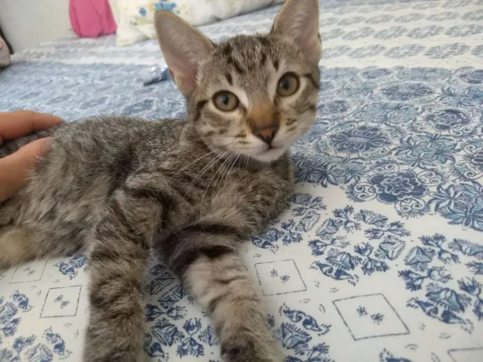 Gato ra a SRD idade 2 a 6 meses nome Shang