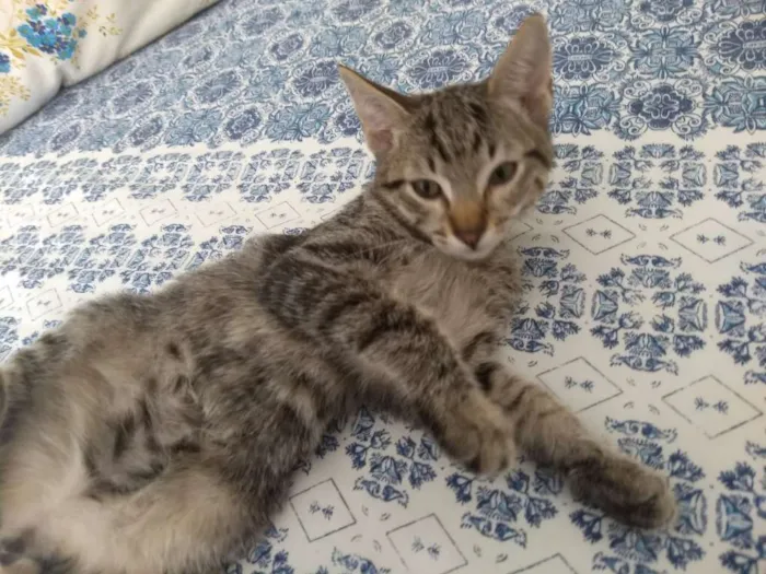 Gato ra a SRD idade 2 a 6 meses nome Shang