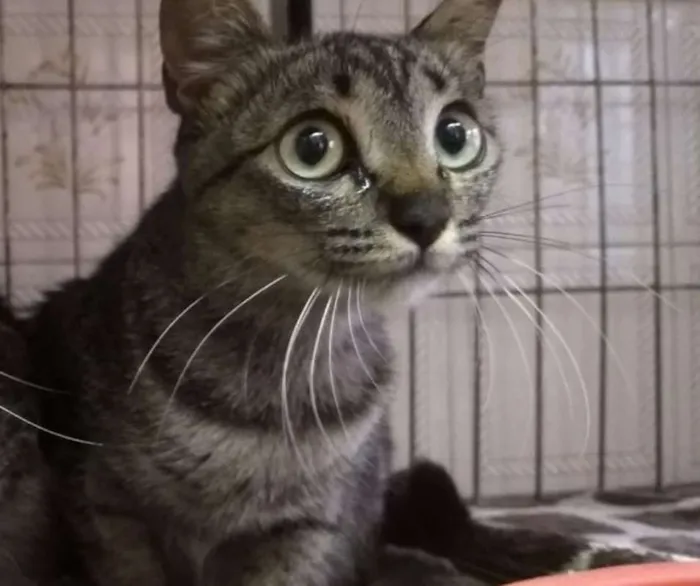Gato ra a SRD idade 2 a 6 meses nome Radamés