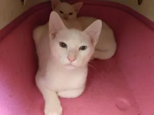 Gato raça SRD idade 2 a 6 meses nome Seth