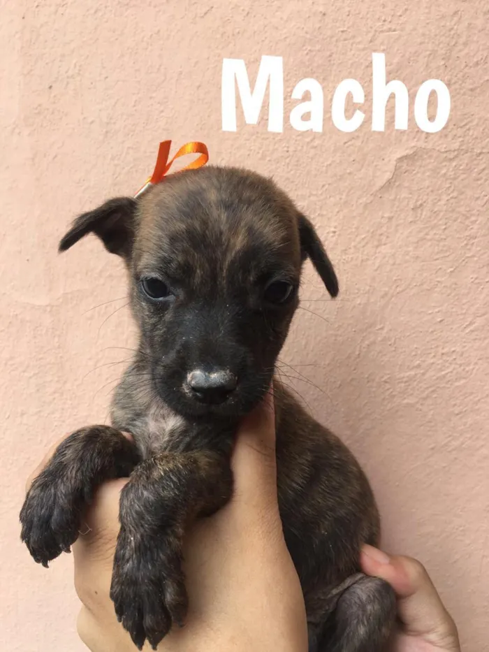 Cachorro ra a Vira Lata idade 2 a 6 meses nome Meg, Fred e outros