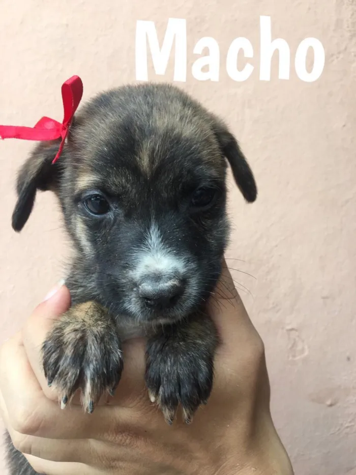 Cachorro ra a Vira Lata idade 2 a 6 meses nome Meg, Fred e outros