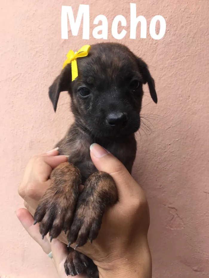 Cachorro ra a Vira Lata idade 2 a 6 meses nome Meg, Fred e outros