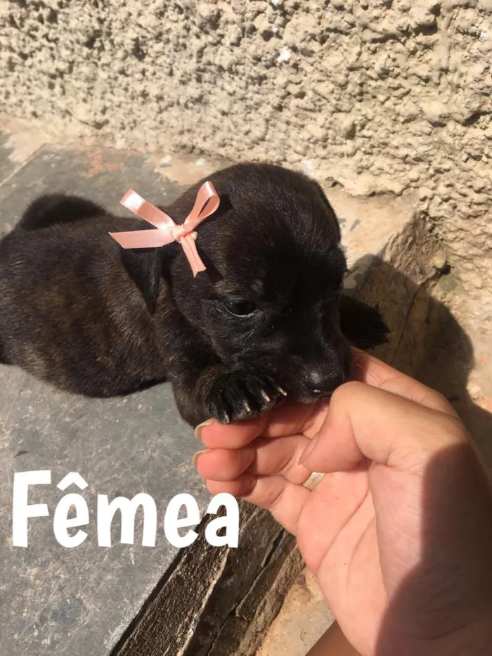 Cachorro ra a Vira Lata idade 2 a 6 meses nome Meg, Fred e outros