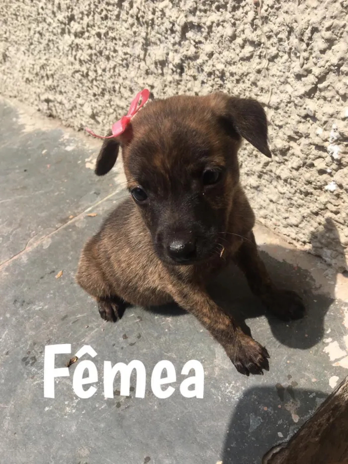 Cachorro ra a Vira Lata idade 2 a 6 meses nome Meg, Fred e outros