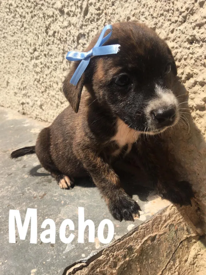 Cachorro ra a Vira Lata idade 2 a 6 meses nome Meg, Fred e outros