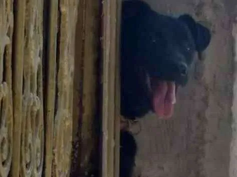 Cachorro raça Labrador  idade 2 anos nome Lua