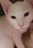 Hórus
