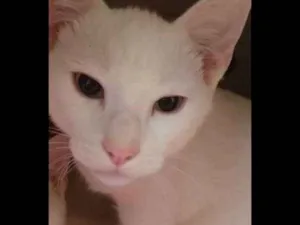 Gato raça SRD idade 1 ano nome Hórus