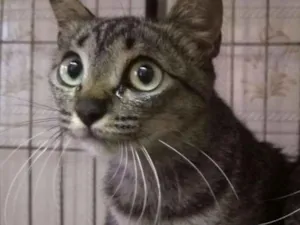 Gato raça SRD idade 2 a 6 meses nome Radamés
