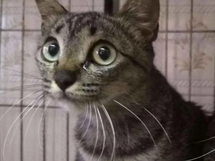 Gato ra a SRD idade 2 a 6 meses nome Radamés