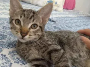 Gato raça SRD idade 2 a 6 meses nome Shang