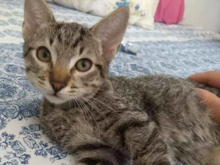 Gato ra a SRD idade 2 a 6 meses nome Shang