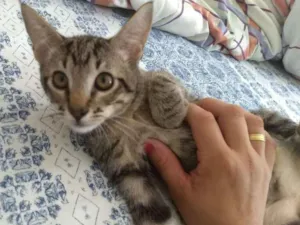 Gato raça SRD idade 2 a 6 meses nome Mushu