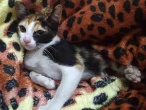 Gato raça SRD idade 2 a 6 meses nome Vick