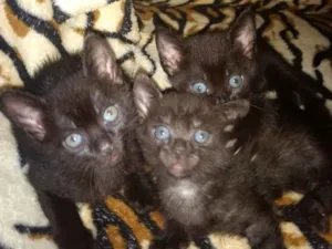Gato raça Preto idade Abaixo de 2 meses nome Sem nome