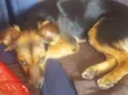 Mili