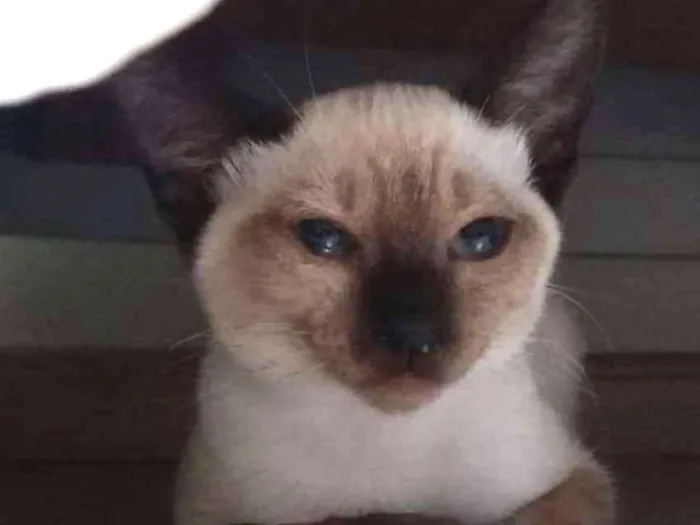 Gato ra a SRD idade 2 a 6 meses nome Rana