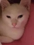 Cleópatra