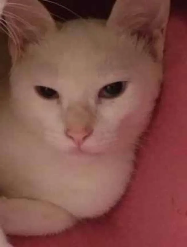 Gato ra a SRD idade 2 a 6 meses nome Cleópatra