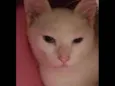 Cleópatra