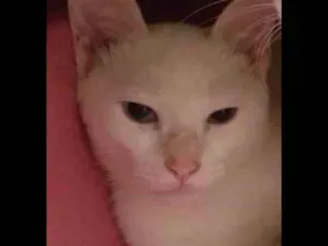Gato raça SRD idade 2 a 6 meses nome Cleópatra