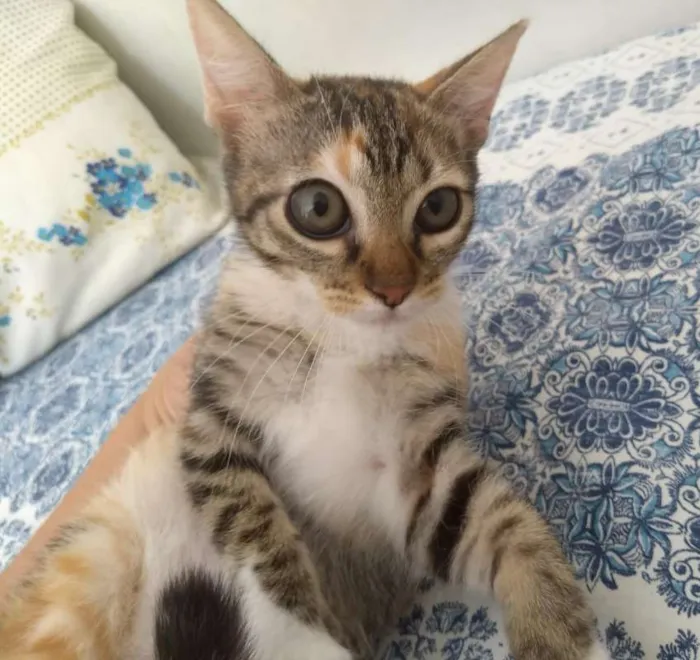 Gato ra a SRD idade 2 a 6 meses nome Mya