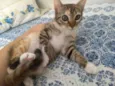 Mya