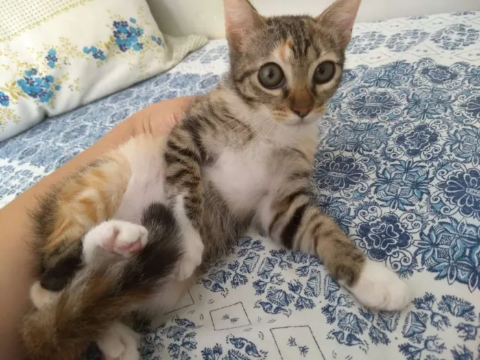 Gato ra a SRD idade 2 a 6 meses nome Mya
