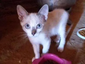 Gato raça Não sei idade 2 a 6 meses nome Sem nome 