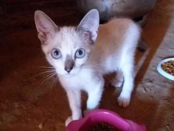 Gato ra a Não sei idade 2 a 6 meses nome Sem nome 