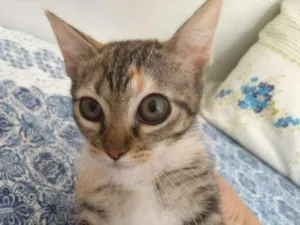 Gato raça SRD idade 2 a 6 meses nome Mya