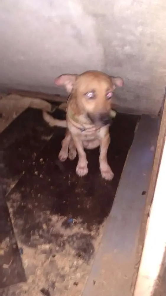 Cachorro ra a Vira lata / Rusk siberiano idade 1 ano nome Magrelinho, shennah,