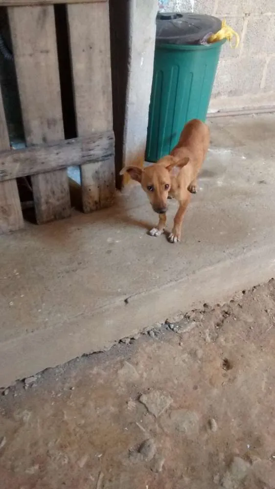 Cachorro ra a Vira lata / Rusk siberiano idade 1 ano nome Magrelinho, shennah,