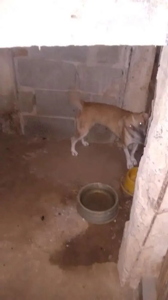 Cachorro ra a Vira lata / Rusk siberiano idade 1 ano nome Magrelinho, shennah,