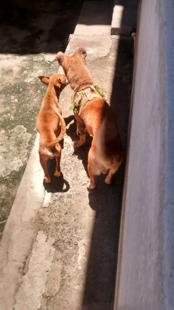 Cachorro ra a Vira lata / Rusk siberiano idade 1 ano nome Magrelinho, shennah,