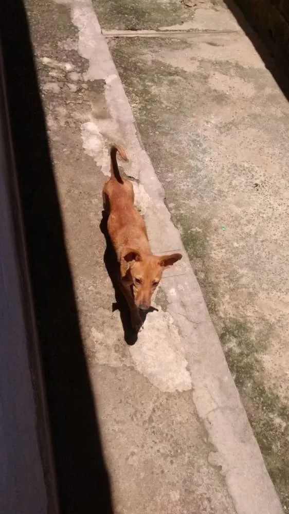 Cachorro ra a Vira lata / Rusk siberiano idade 1 ano nome Magrelinho, shennah,