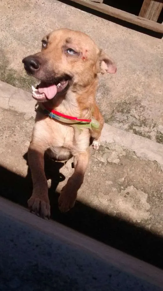 Cachorro ra a Vira lata / Rusk siberiano idade 1 ano nome Magrelinho, shennah,