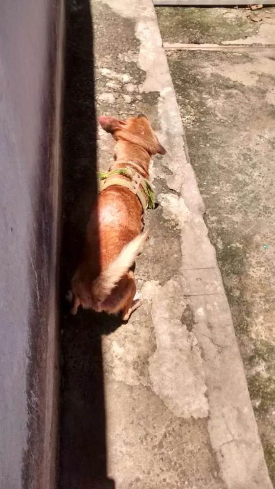 Cachorro ra a Vira lata / Rusk siberiano idade 1 ano nome Magrelinho, shennah,